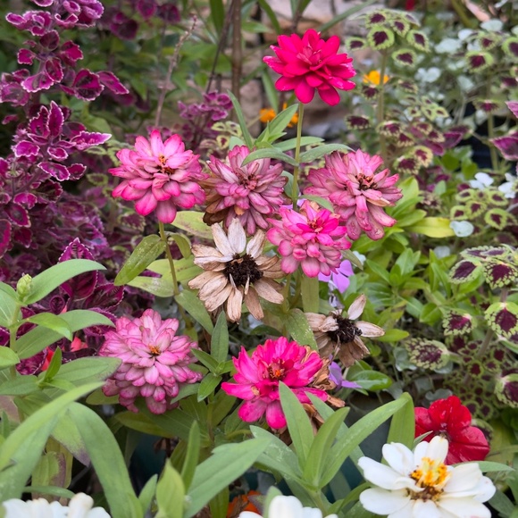 Meet your Posher, Grace - Picture 1 of 1